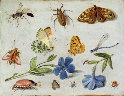 Insetos (óleo em cobre) de Jan van Kessel the Elder